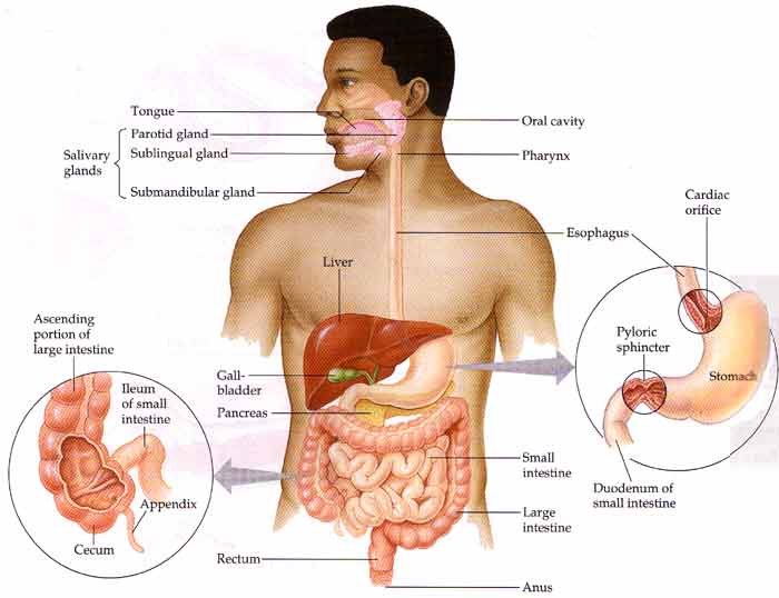 How long does it take for gum to digest?