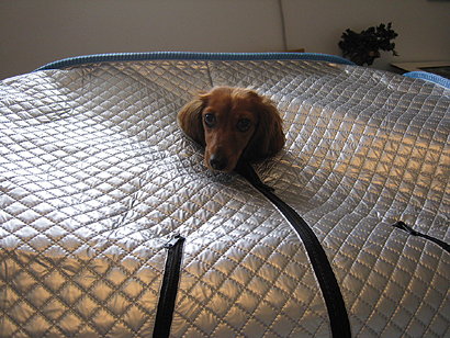 sauna infrared relax far sit sweat toxins hey dogs too need