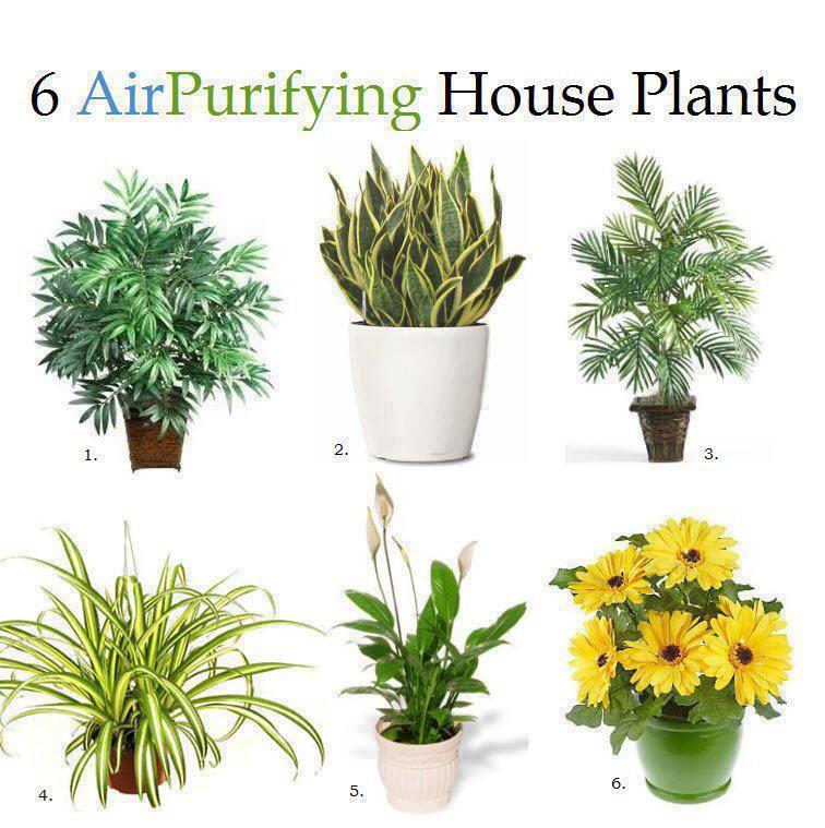 Air-Plants