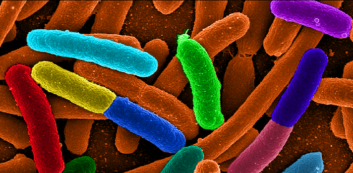 bacteria-bad-must-kill