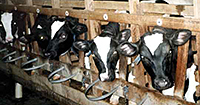 factory-farmed-cows