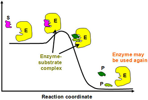 enzyme-photo-4