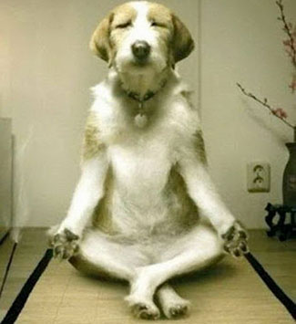 dog-meditating-daily