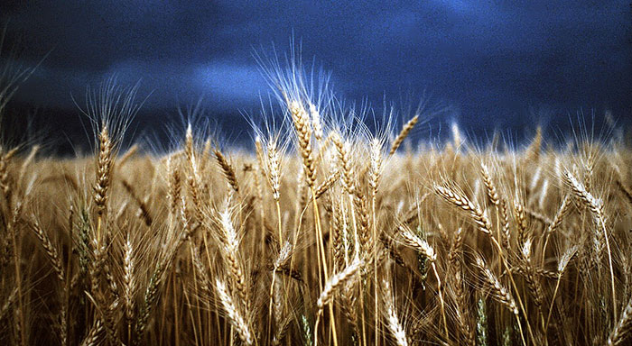 wheat-fields-kates-blog
