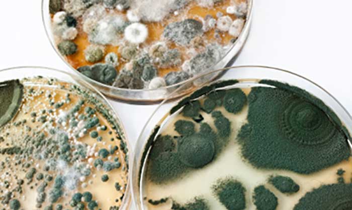 mold-types-home