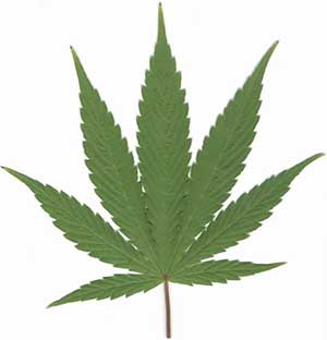 marijuana-leaf-(1)