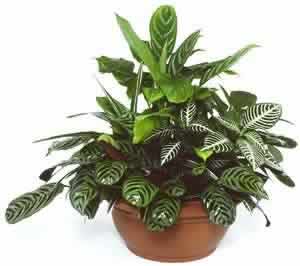 Large_Desktop_Garden