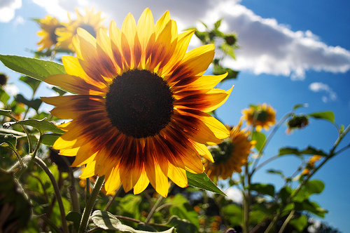 Sun, Flower. Flower, Sun.