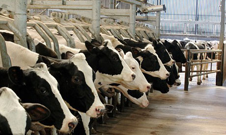 FactoryFarming11