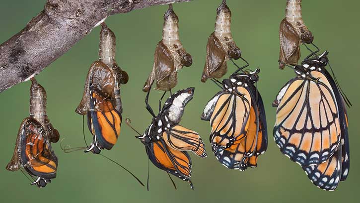 butterfly-evolution-reinvent-yourself