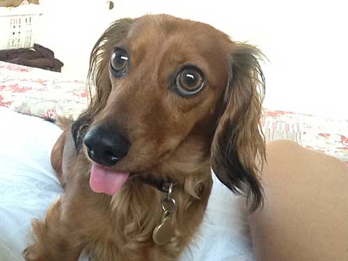 maggie-pink-tongue