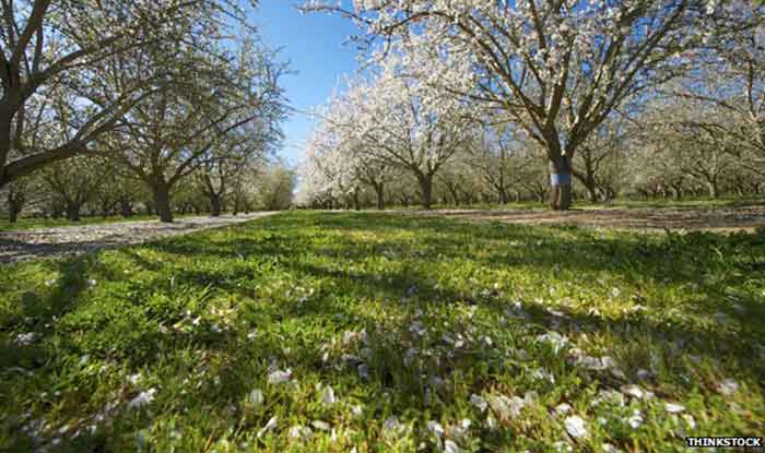 almond-orchard-girl