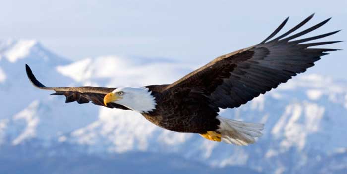 eagle-flying-cliff
