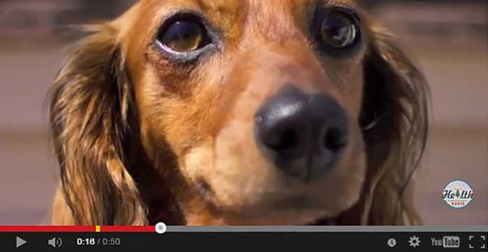 maggie-life-lessons-dog