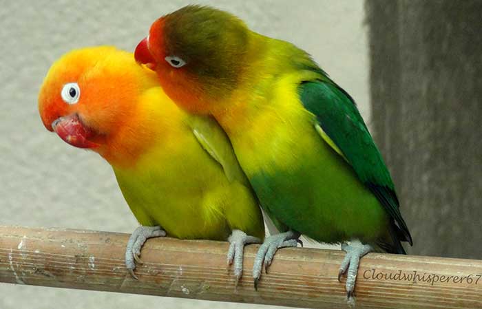 parrots-birds